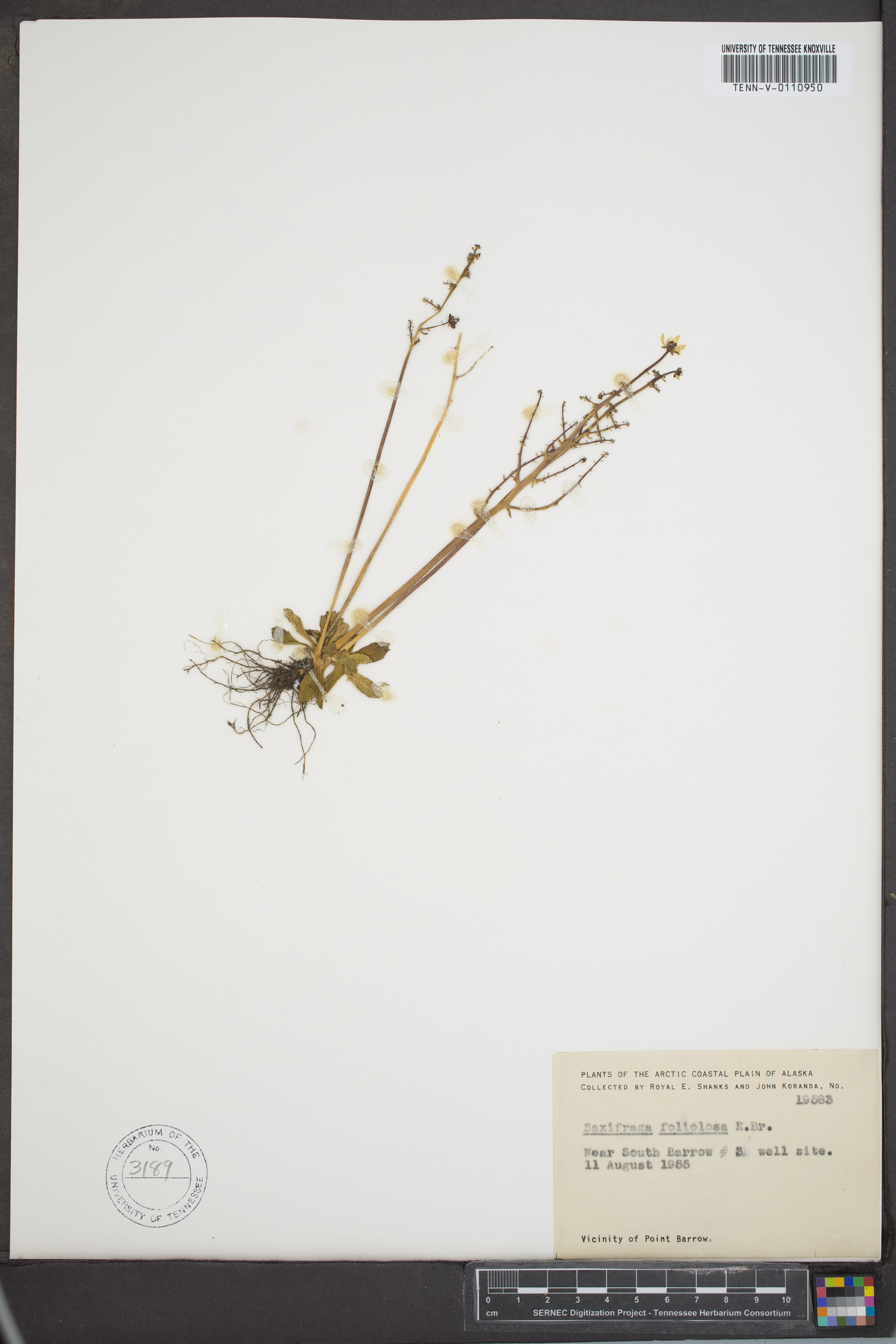 Saxifraga foliolosa image