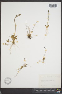 Saxifraga foliolosa image