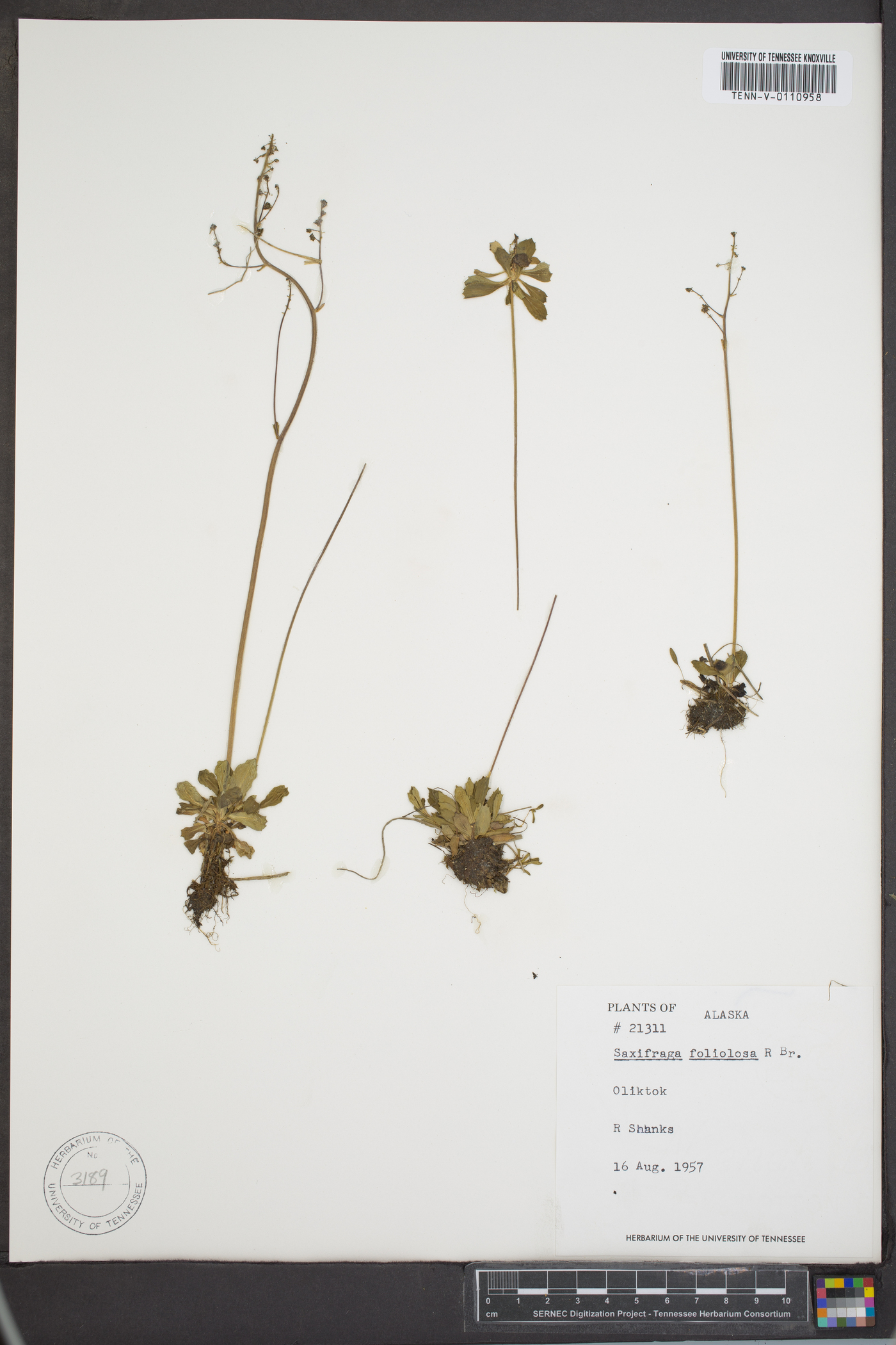 Saxifraga foliolosa image