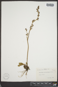Micranthes hieraciifolia image