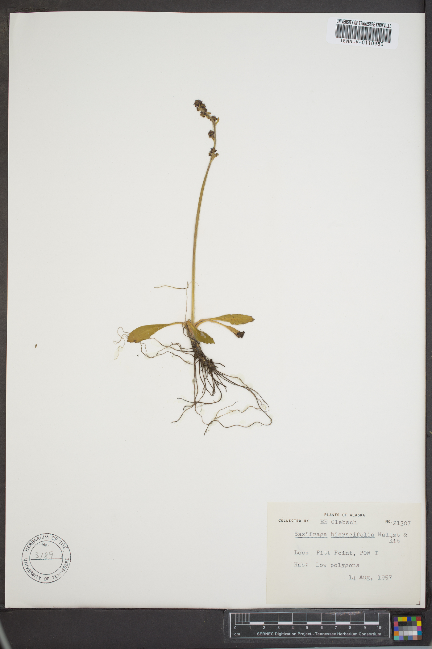 Micranthes hieraciifolia image