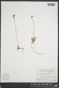 Saxifraga hirculus image