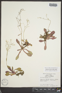 Saxifraga michauxii image