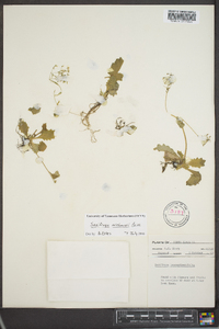 Saxifraga michauxii image