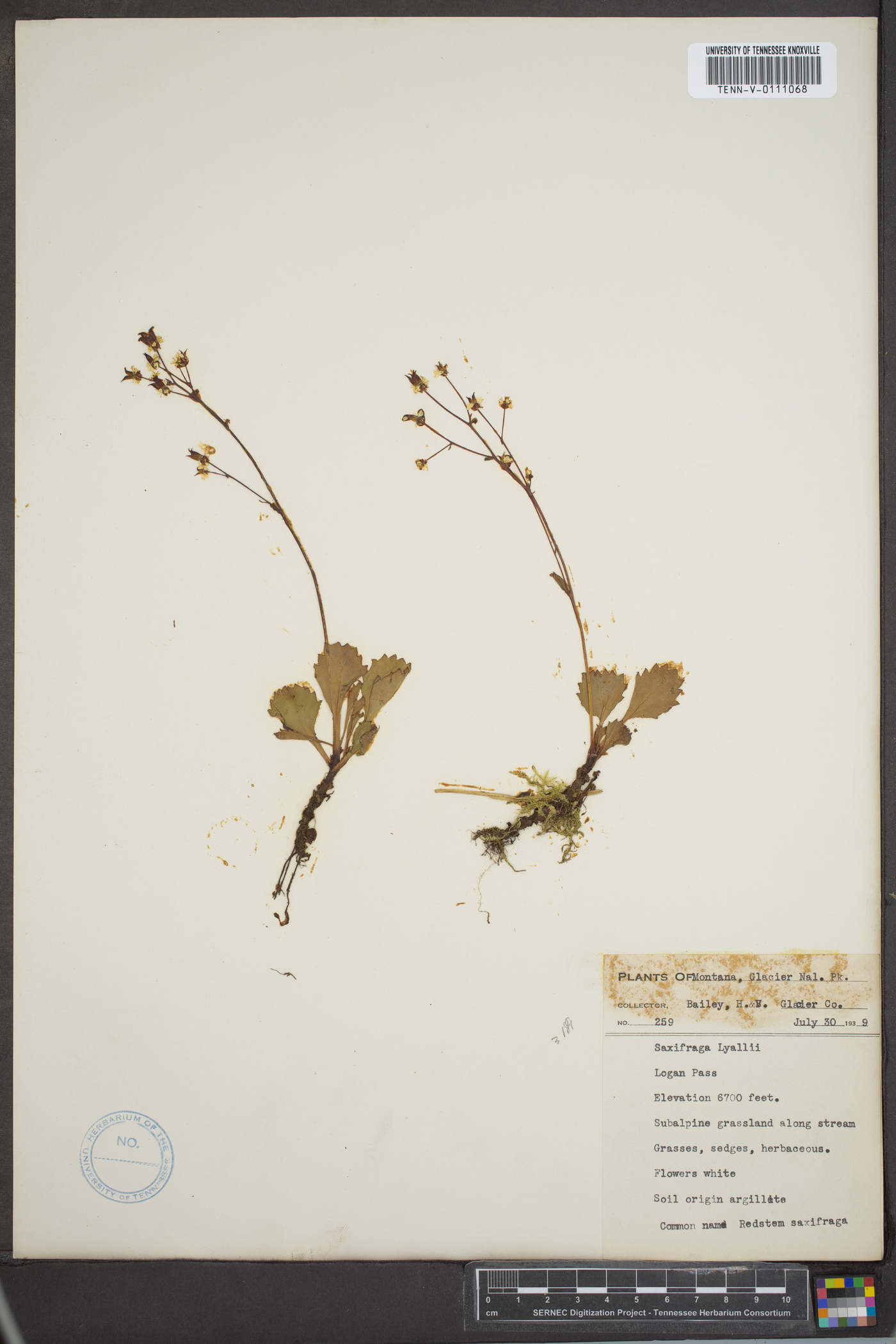 Saxifraga lyallii image