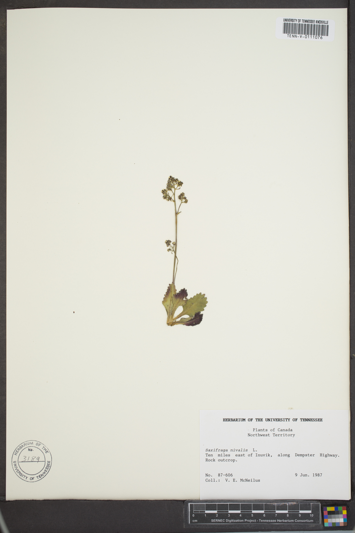 Saxifraga nivalis image