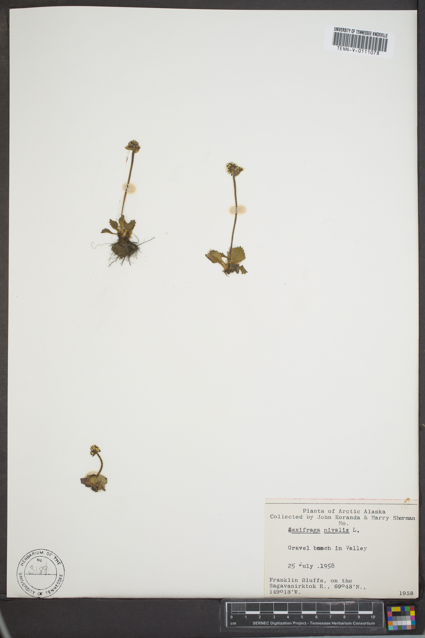 Saxifraga nivalis image
