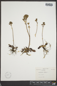 Saxifraga nivalis image