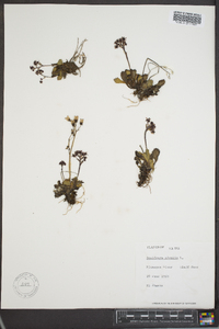 Saxifraga nivalis image