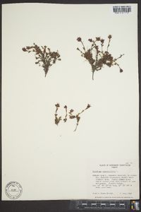 Saxifraga oppositifolia image