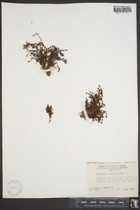 Saxifraga oppositifolia image