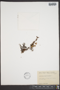 Saxifraga oppositifolia image