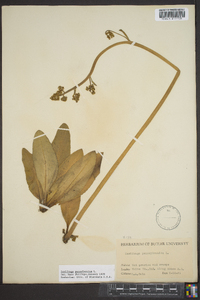 Micranthes pensylvanica image