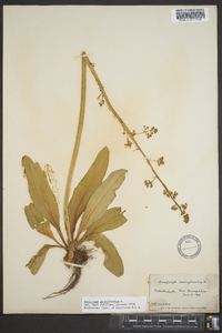 Micranthes pensylvanica image