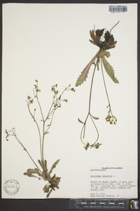 Saxifraga nelsoniana subsp. nelsoniana image