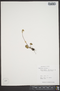 Saxifraga nelsoniana image