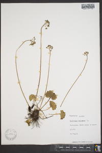 Saxifraga nelsoniana subsp. nelsoniana image