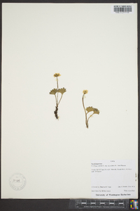 Saxifraga nelsoniana image