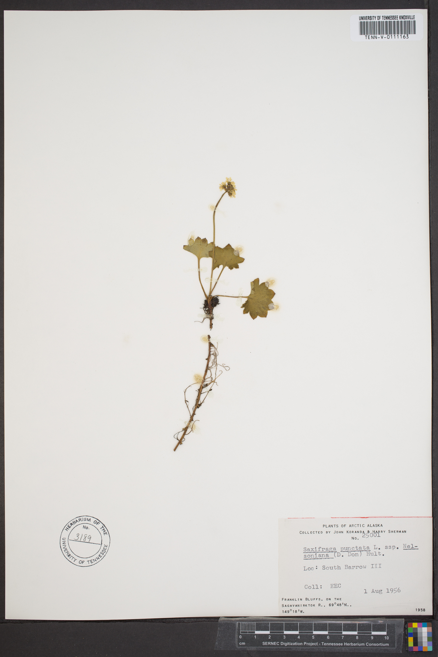 Saxifraga nelsoniana image