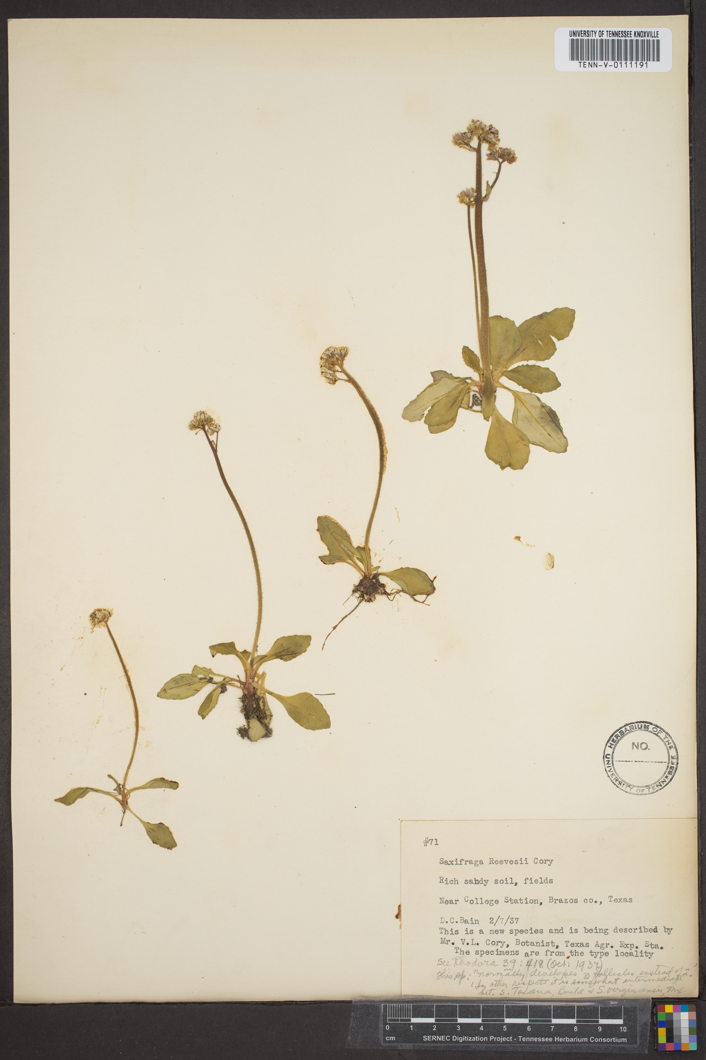 Saxifraga reevesii image