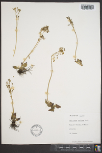 Saxifraga reflexa image