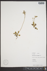 Saxifraga reflexa image