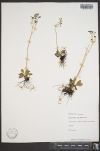 Saxifraga reflexa image