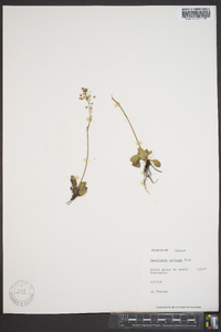 Saxifraga reflexa image