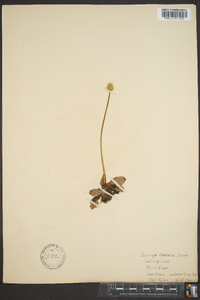 Micranthes rhomboidea image