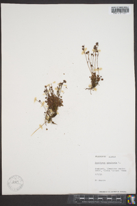 Saxifraga rivularis image