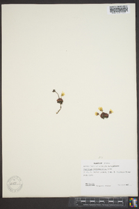 Saxifraga serpyllifolia image
