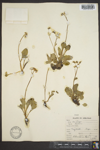 Saxifraga texana image