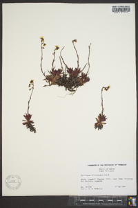 Saxifraga tricuspidata image