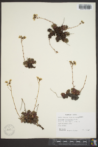 Saxifraga tricuspidata image