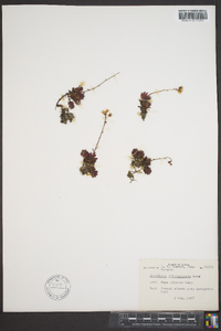 Saxifraga tricuspidata image