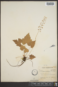 Tiarella cordifolia image