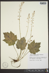 Tiarella cordifolia image