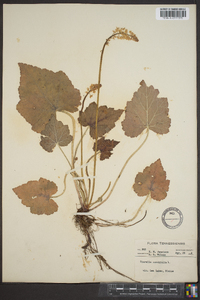 Tiarella cordifolia image