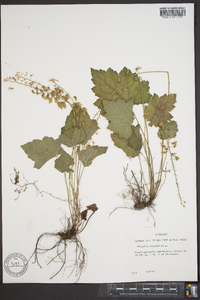 Tiarella cordifolia image