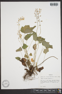 Tiarella cordifolia image