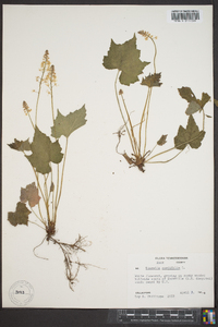 Tiarella cordifolia image