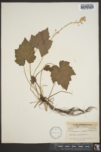 Tiarella cordifolia image