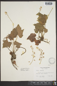 Tiarella cordifolia image