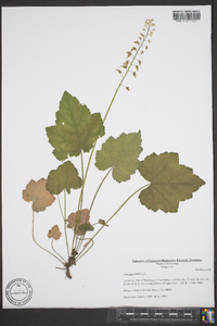 Tiarella cordifolia image