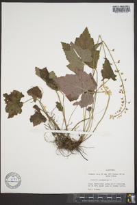 Tiarella cordifolia image