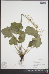 Tiarella cordifolia image