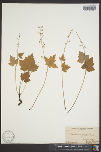 Tiarella unifoliata image