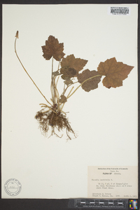 Tiarella cordifolia image