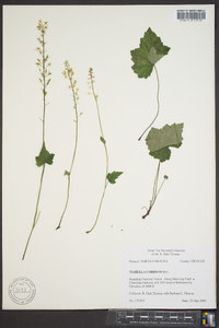 Tiarella cordifolia image