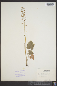 Tiarella cordifolia image